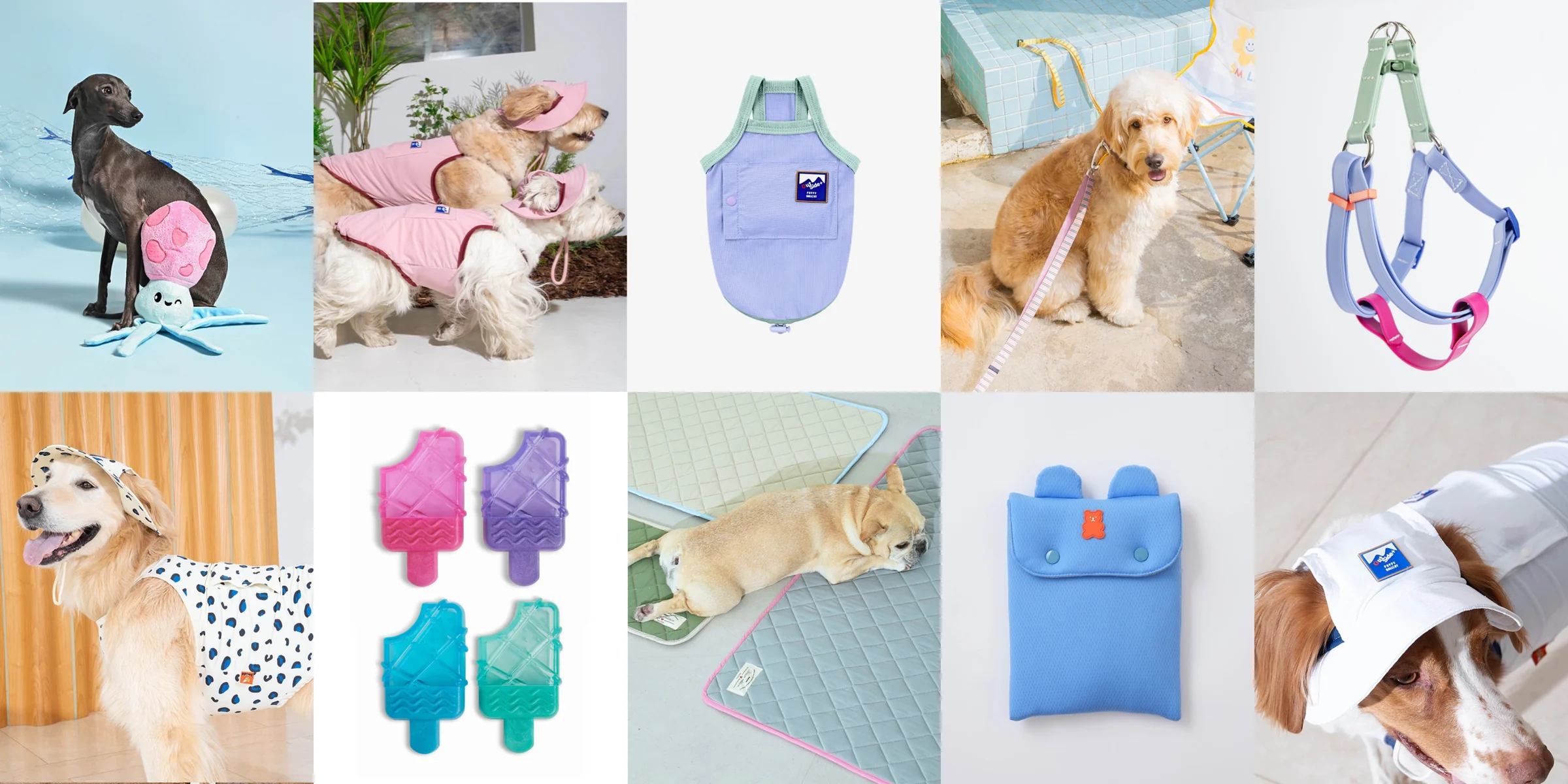 Modern Style for Modern Dogs